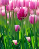 Das Pink Tulips Wallpaper 128x160
