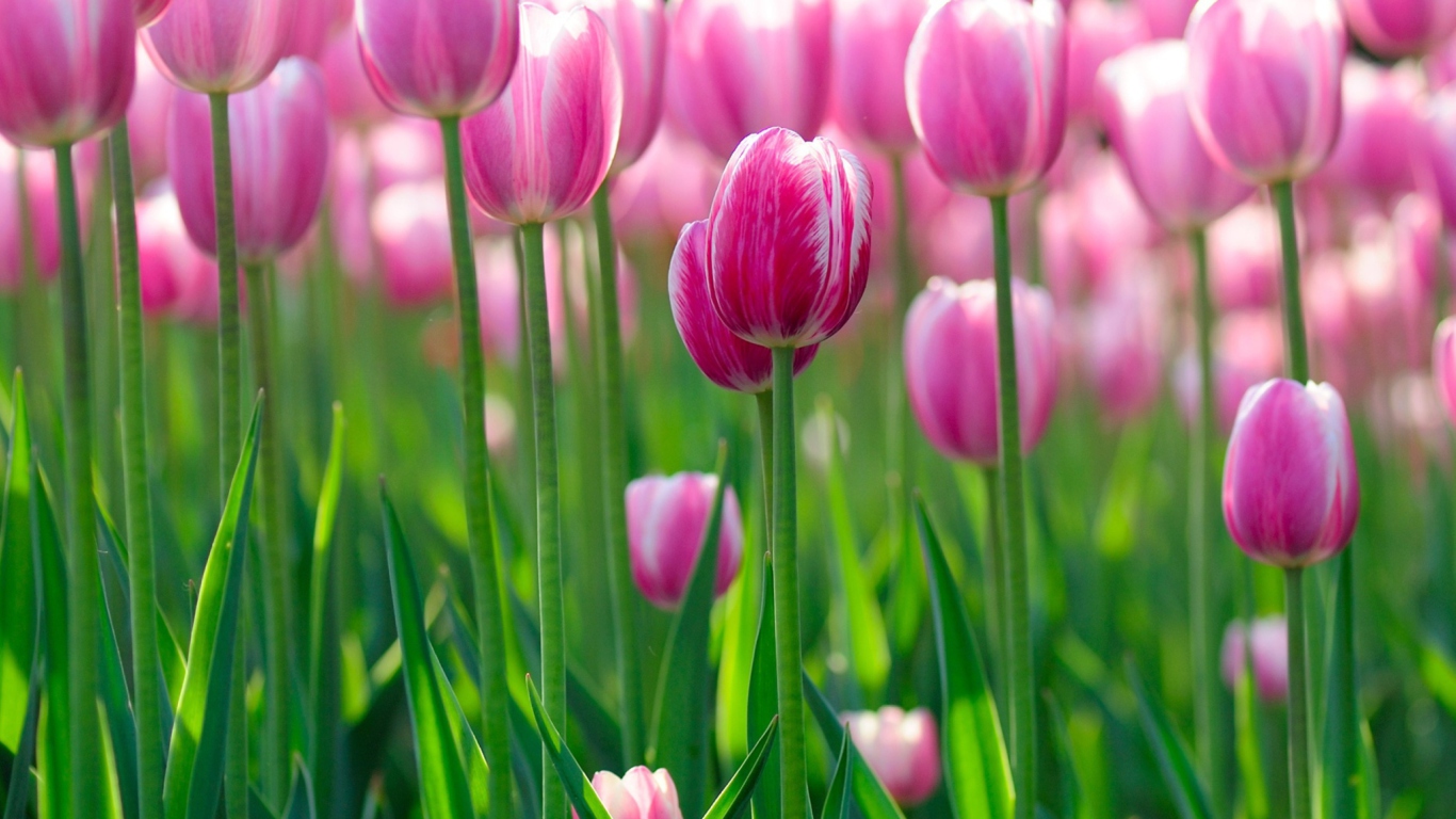 Pink Tulips wallpaper 1366x768