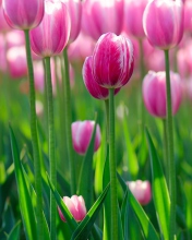 Pink Tulips wallpaper 176x220