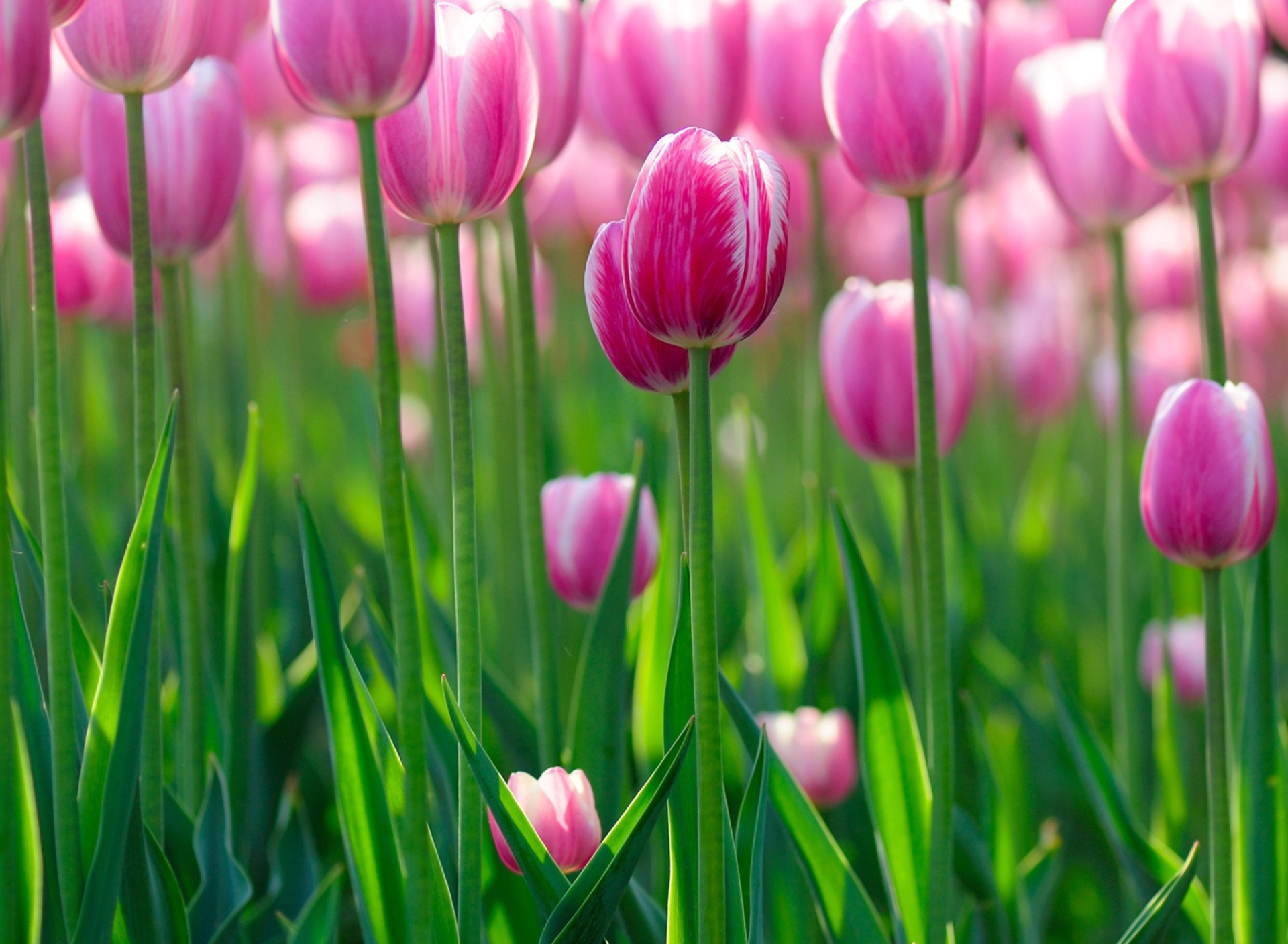 Pink Tulips screenshot #1 1920x1408