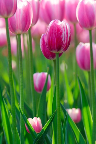 Обои Pink Tulips 320x480