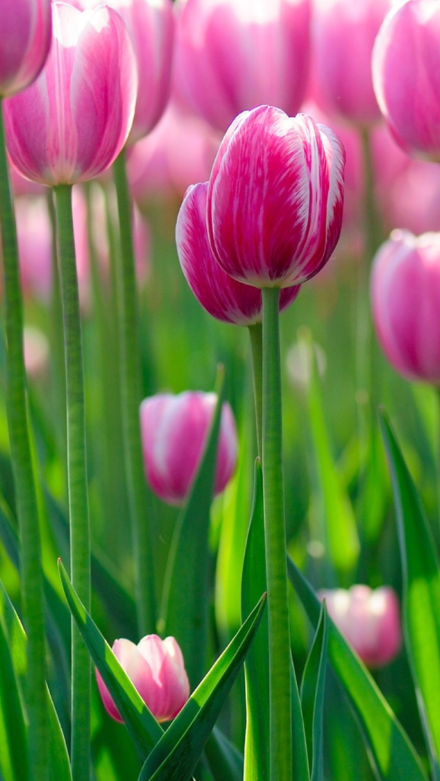 Das Pink Tulips Wallpaper 640x1136