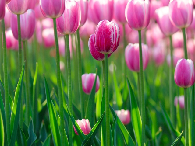 Pink Tulips wallpaper 640x480