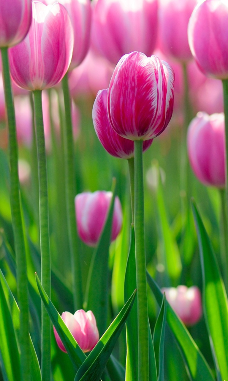 Обои Pink Tulips 768x1280