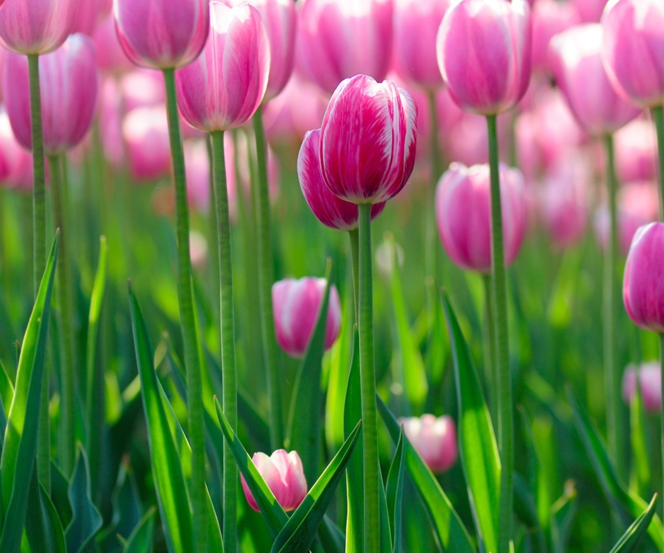 Обои Pink Tulips 960x800