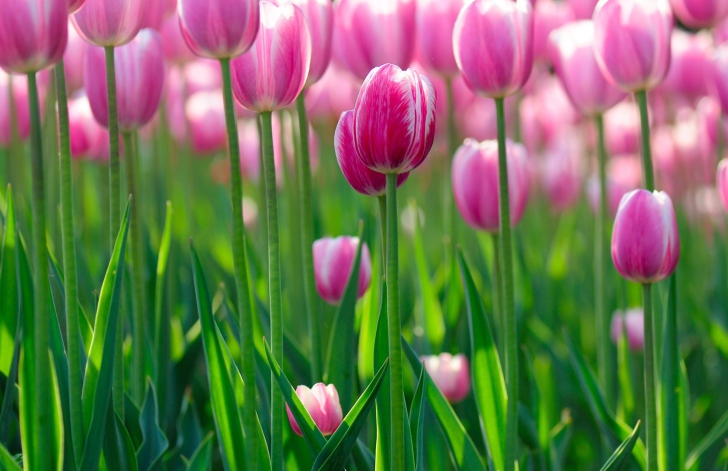 Das Pink Tulips Wallpaper
