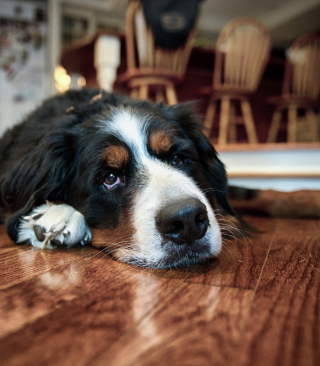 Tired Dog - Obrázkek zdarma pro 240x400