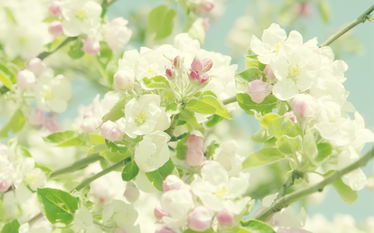 Fondo de pantalla Spring Flowers 1440x900
