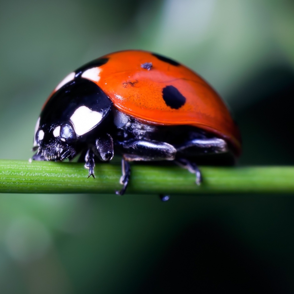 Ladybug On Green Branch wallpaper 1024x1024