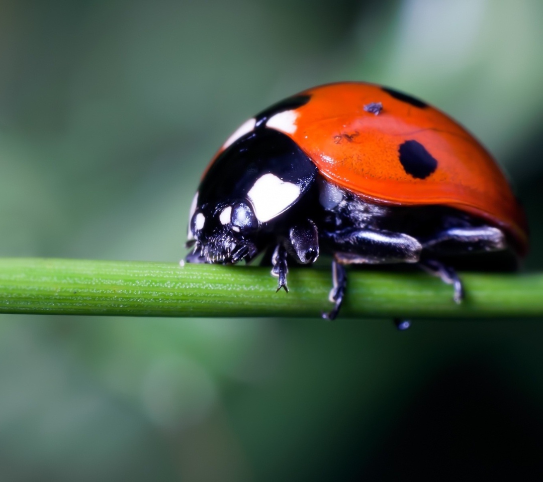 Das Ladybug On Green Branch Wallpaper 1080x960