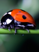 Das Ladybug On Green Branch Wallpaper 132x176