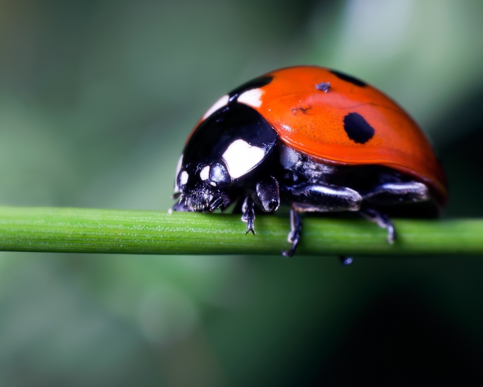 Sfondi Ladybug On Green Branch 1600x1280