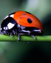 Обои Ladybug On Green Branch 176x220