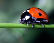 Fondo de pantalla Ladybug On Green Branch 220x176
