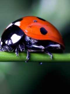 Обои Ladybug On Green Branch 240x320