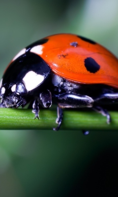 Обои Ladybug On Green Branch 240x400