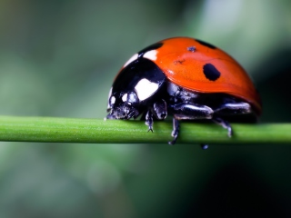 Обои Ladybug On Green Branch 320x240