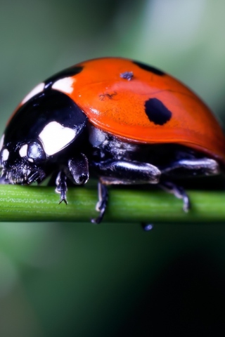 Das Ladybug On Green Branch Wallpaper 320x480
