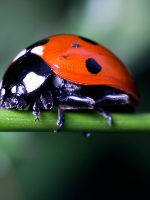 Sfondi Ladybug On Green Branch 480x640