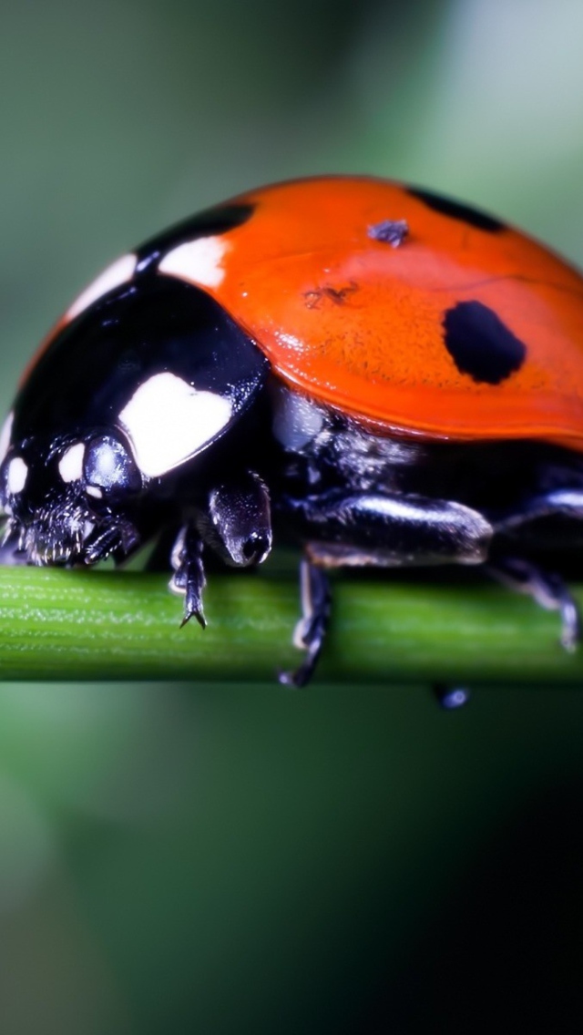 Fondo de pantalla Ladybug On Green Branch 640x1136