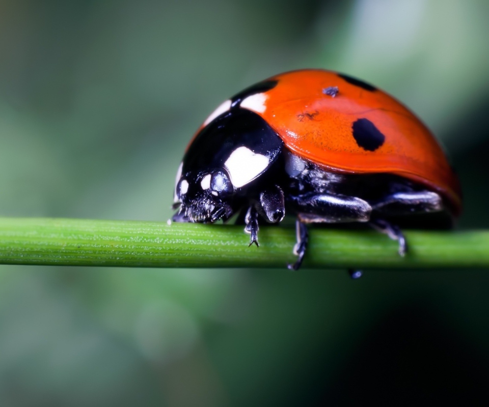 Ladybug On Green Branch screenshot #1 960x800