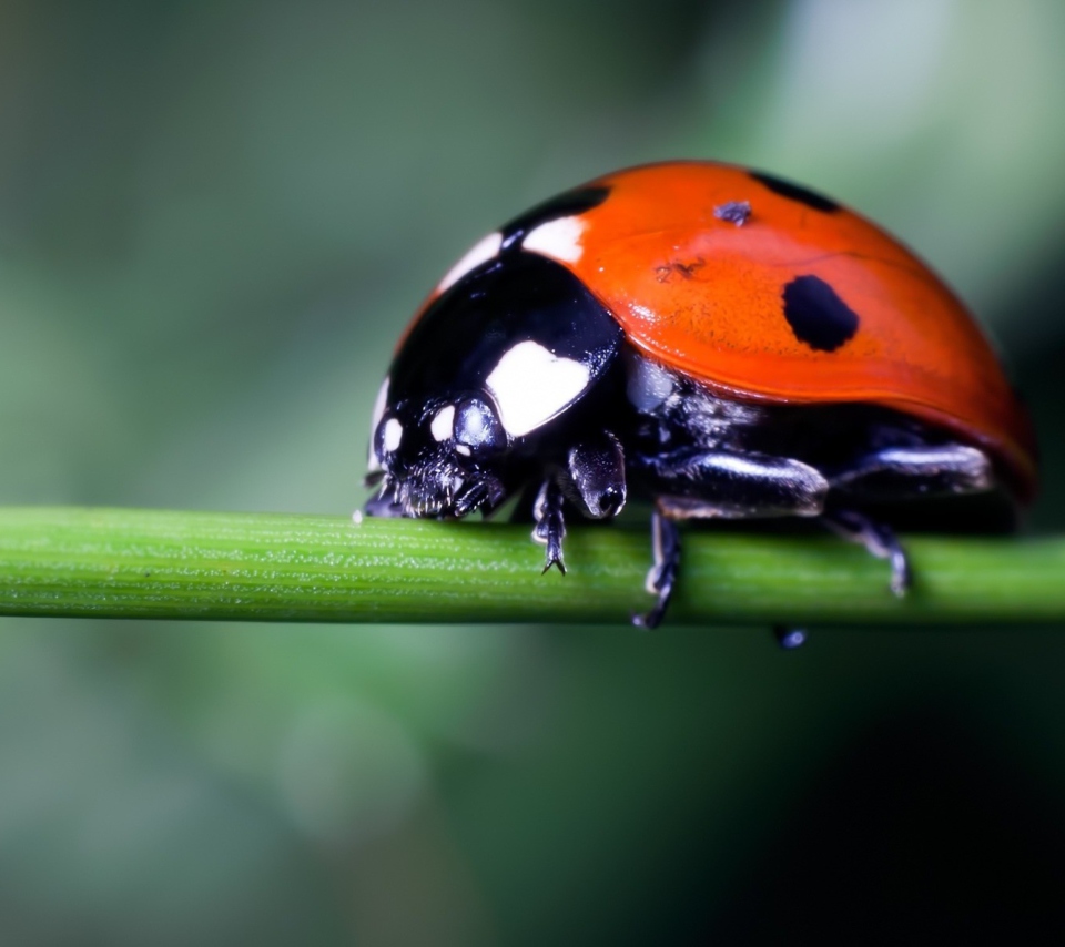 Ladybug On Green Branch screenshot #1 960x854