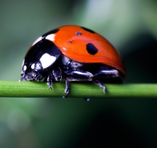 Ladybug On Green Branch - Obrázkek zdarma pro 1024x1024