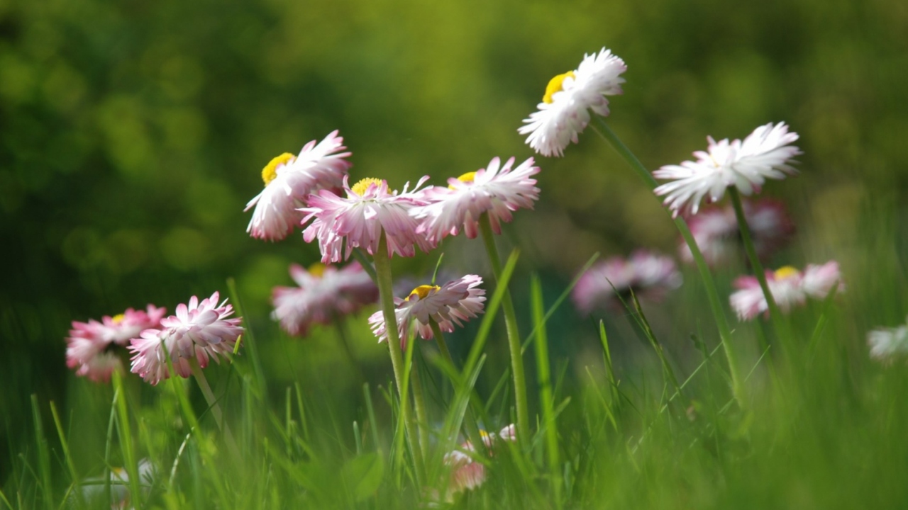 Das Daisies Meadow Wallpaper 1280x720