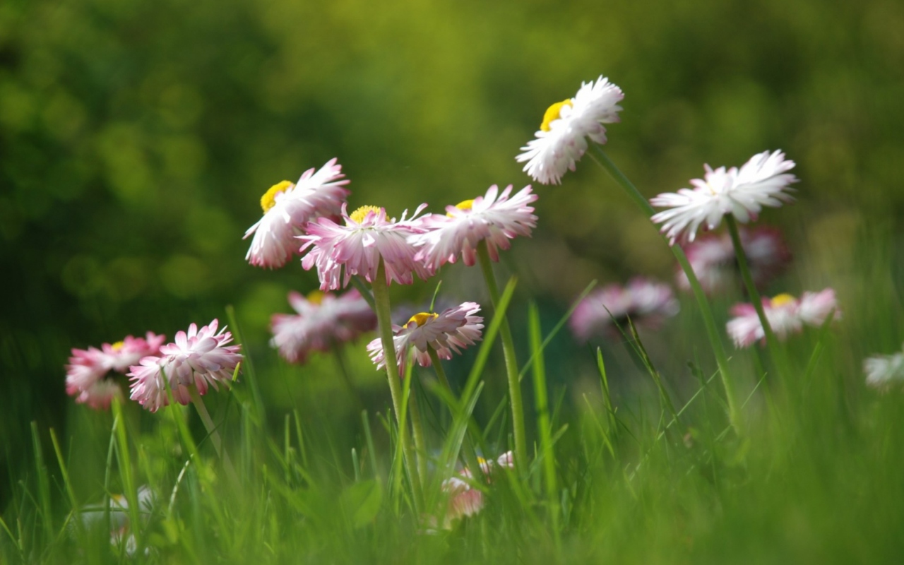 Daisies Meadow wallpaper 1280x800