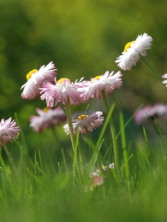 Daisies Meadow wallpaper 240x320