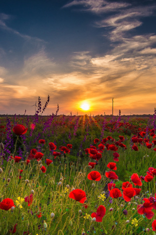 Обои Early Morning in Crimea 320x480