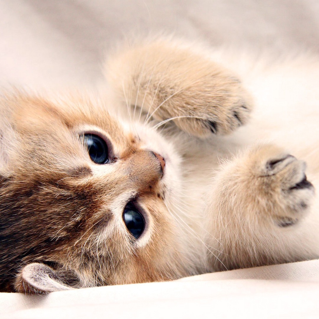Kitten Cute screenshot #1 1024x1024