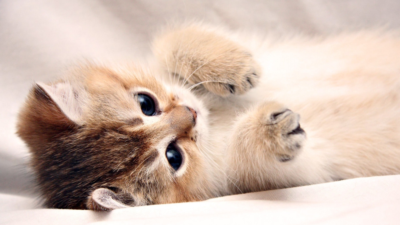 Kitten Cute wallpaper 1280x720