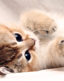 Fondo de pantalla Kitten Cute 128x160