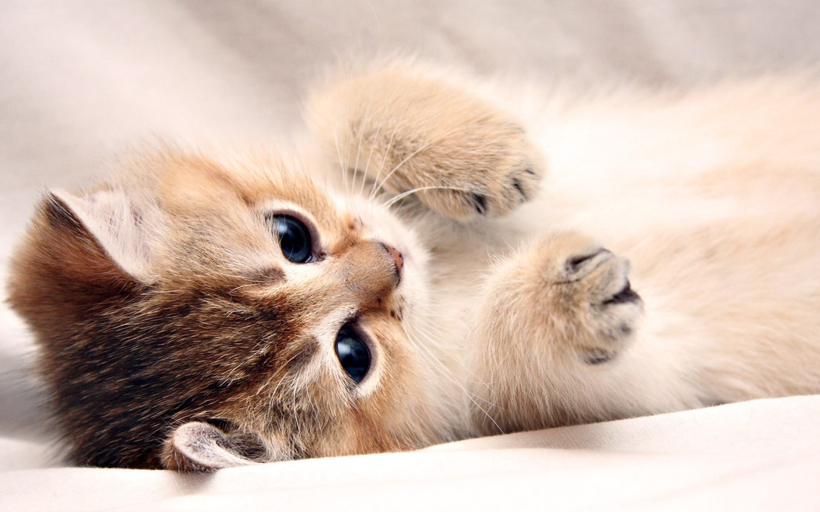 Fondo de pantalla Kitten Cute 1680x1050