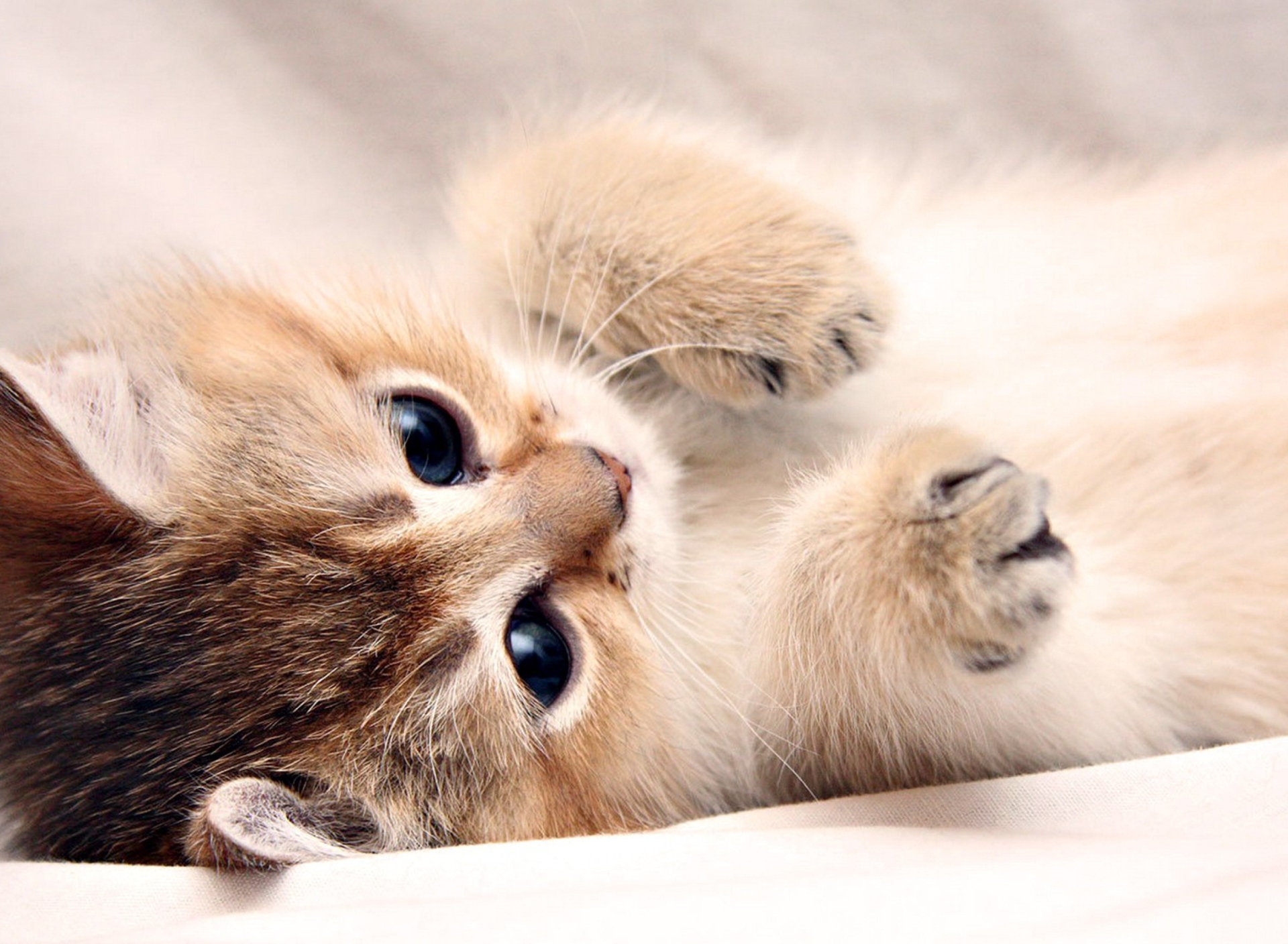 Das Kitten Cute Wallpaper 1920x1408