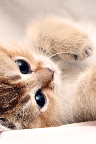 Fondo de pantalla Kitten Cute 320x480