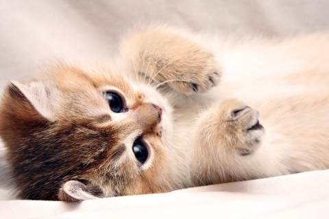 Fondo de pantalla Kitten Cute 480x320