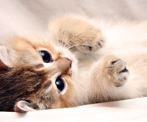 Kitten Cute wallpaper 480x400