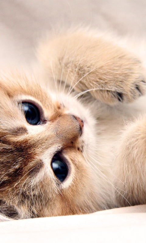 Fondo de pantalla Kitten Cute 480x800