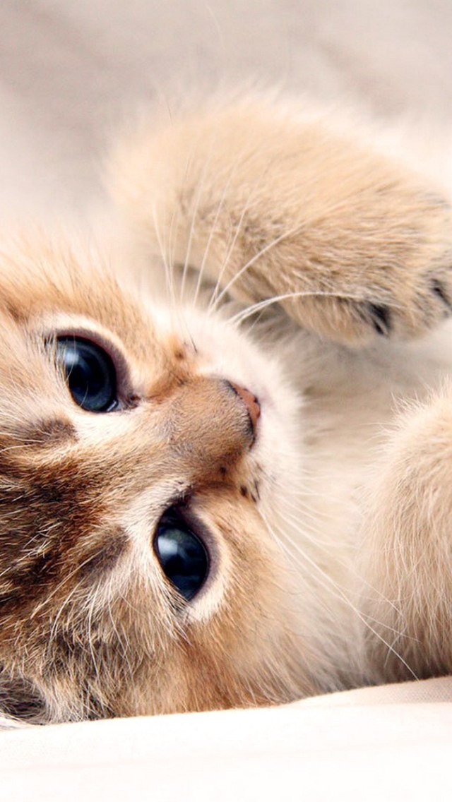 Обои Kitten Cute 640x1136