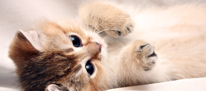 Fondo de pantalla Kitten Cute 720x320