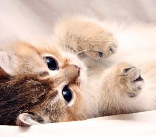 Kitten Cute - Obrázkek zdarma pro 1024x1024