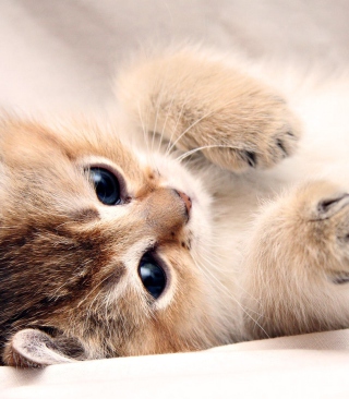 Kitten Cute - Obrázkek zdarma pro Nokia X1-00