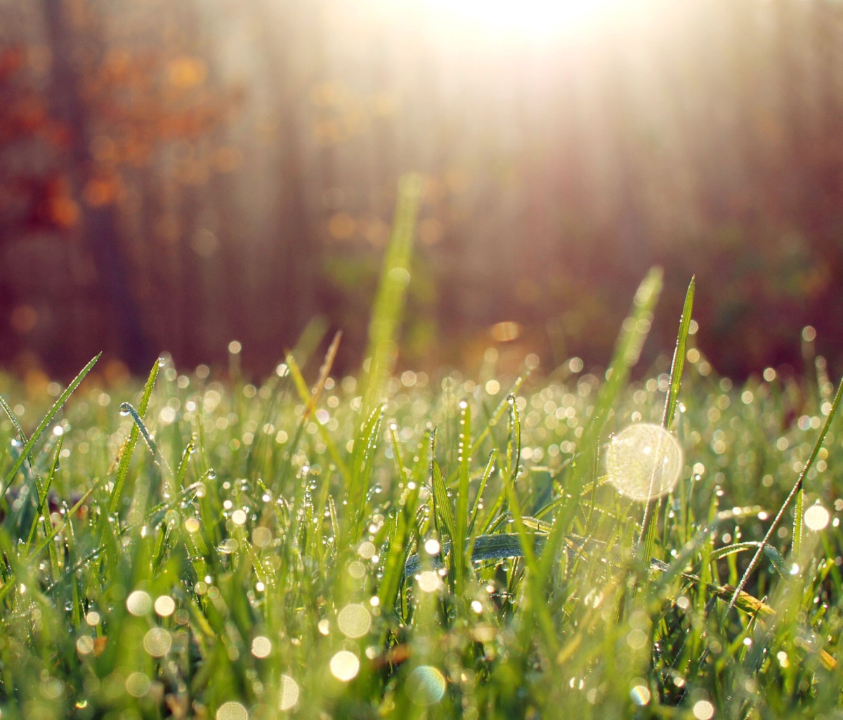 Sfondi Grass And Morning Dew 1200x1024