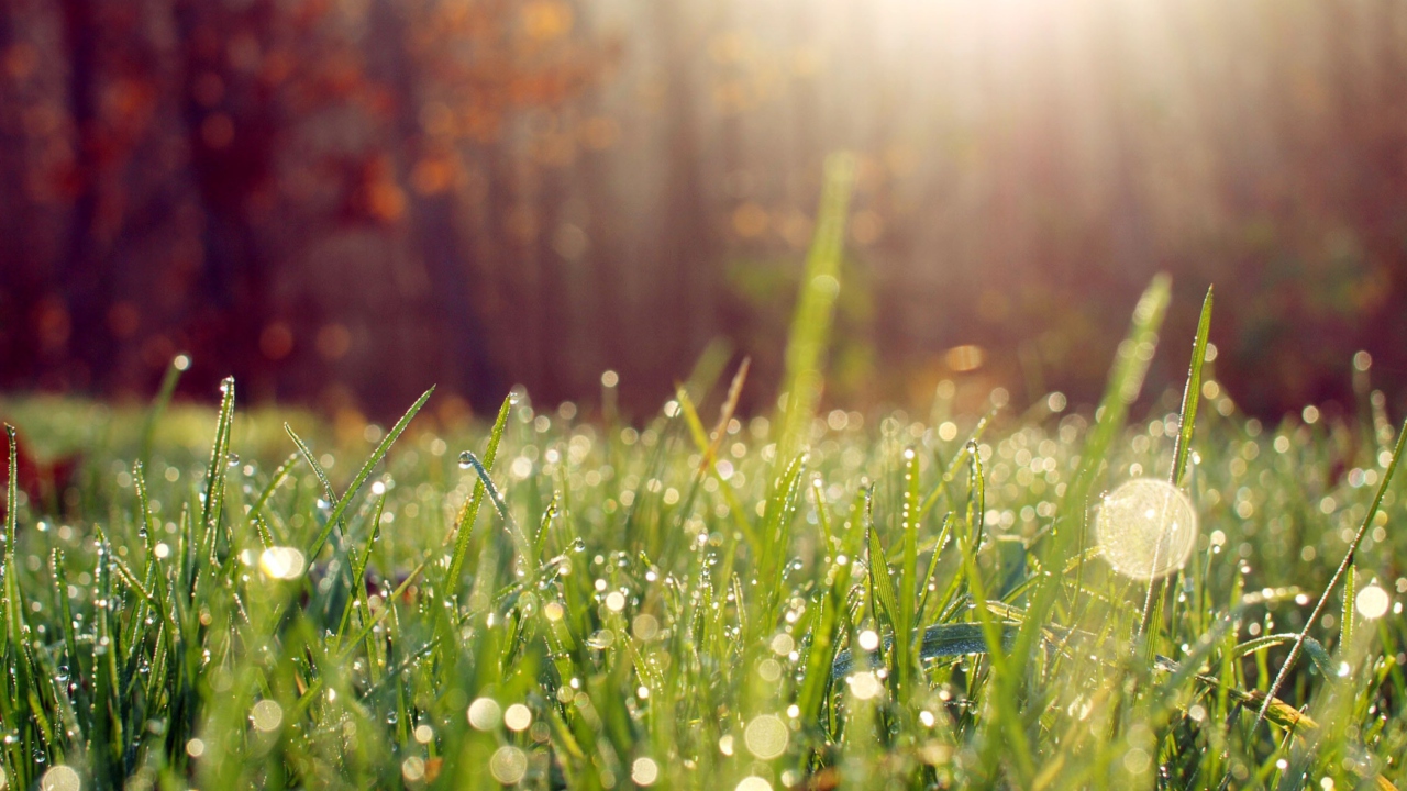 Grass And Morning Dew wallpaper 1280x720