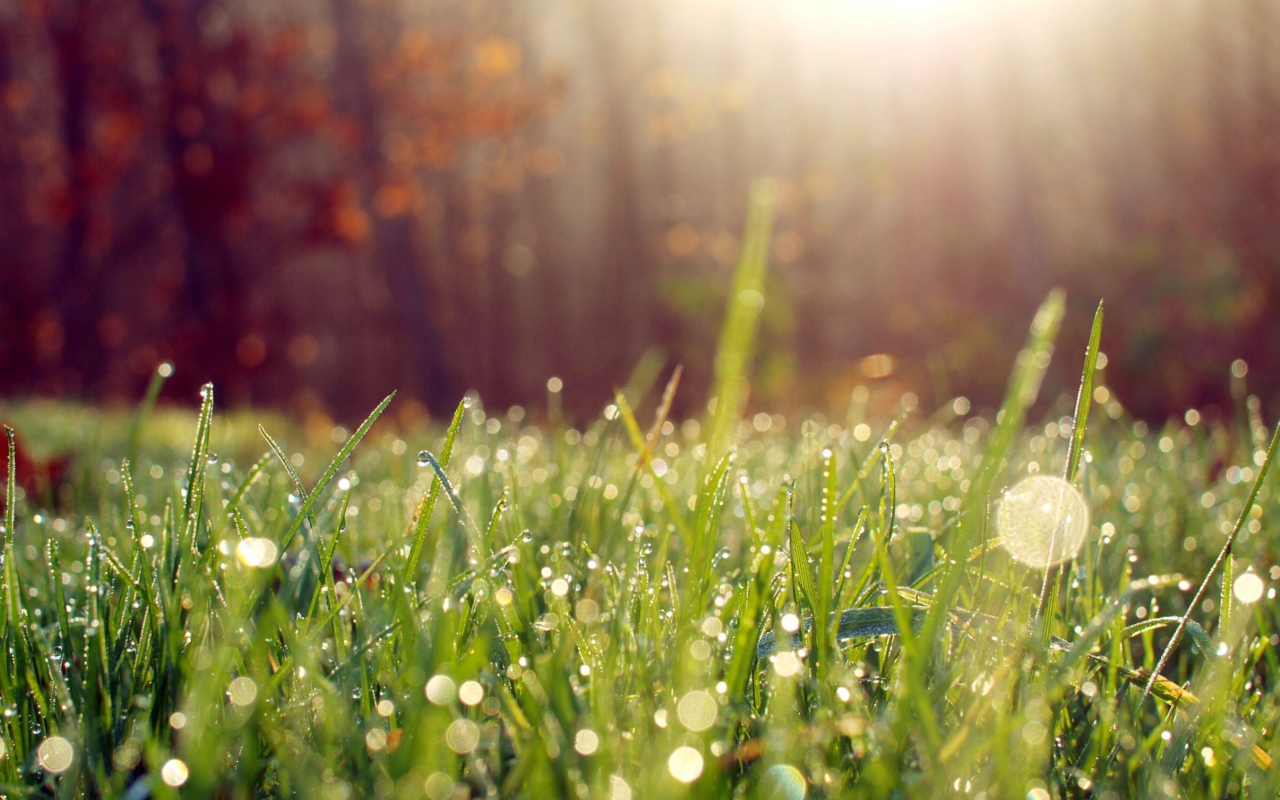 Grass And Morning Dew wallpaper 1280x800