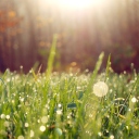 Sfondi Grass And Morning Dew 128x128