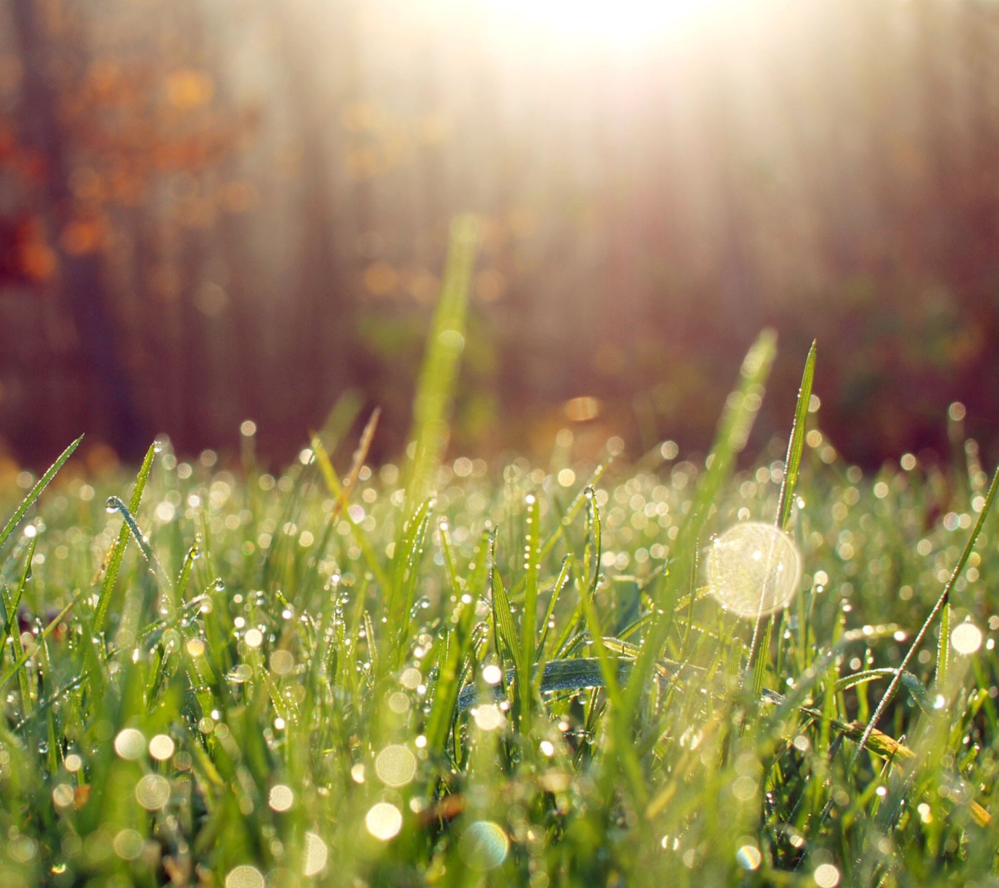 Sfondi Grass And Morning Dew 1440x1280