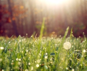 Обои Grass And Morning Dew 176x144